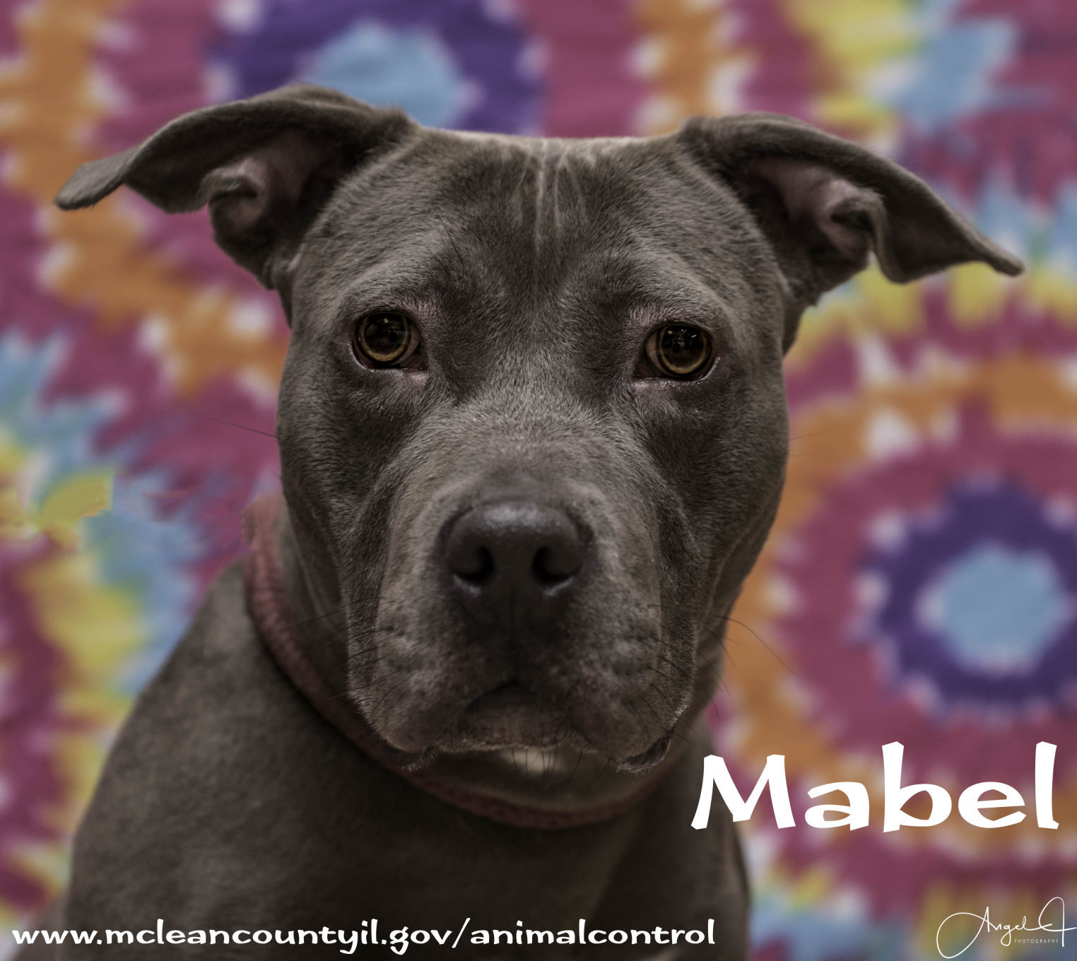 Mabel - McLean County Animal Control